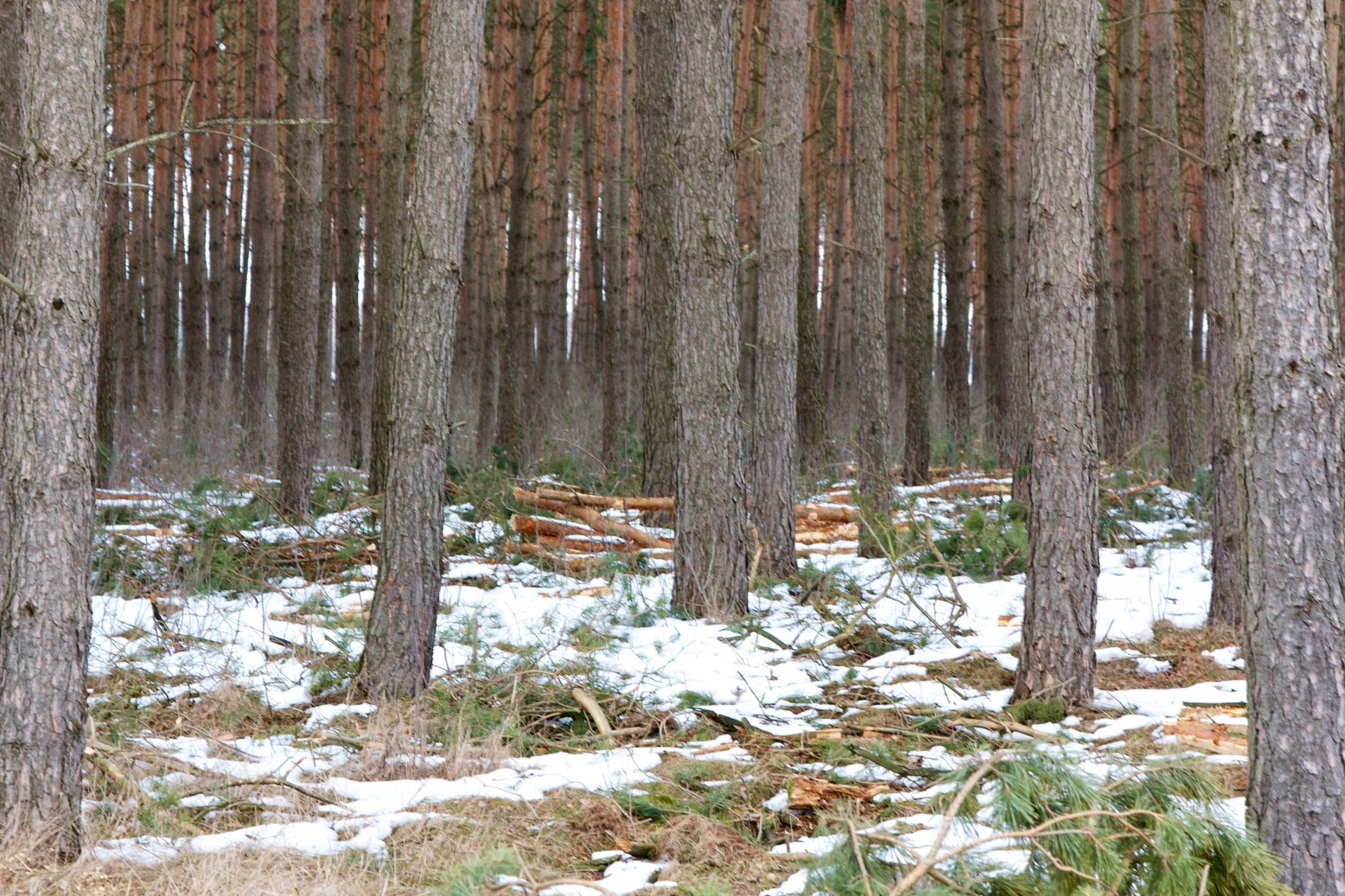 Winter Woods