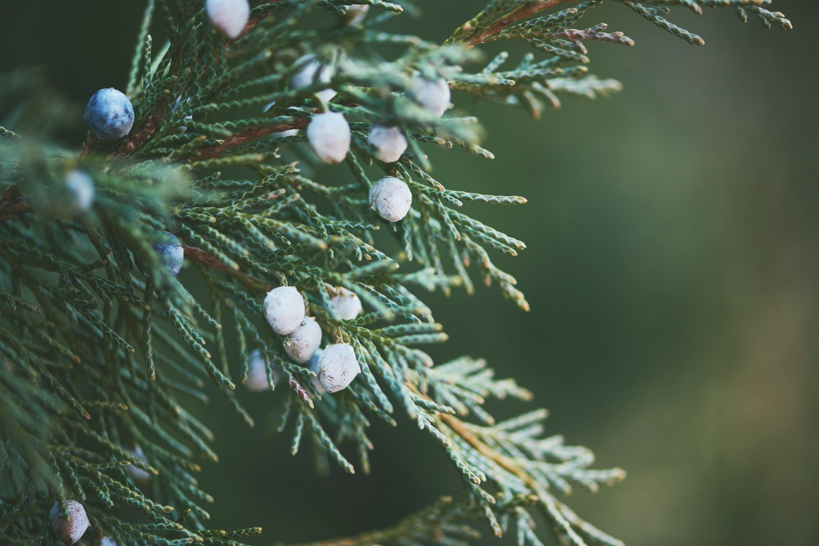 Juniper berries on juniper tree branches