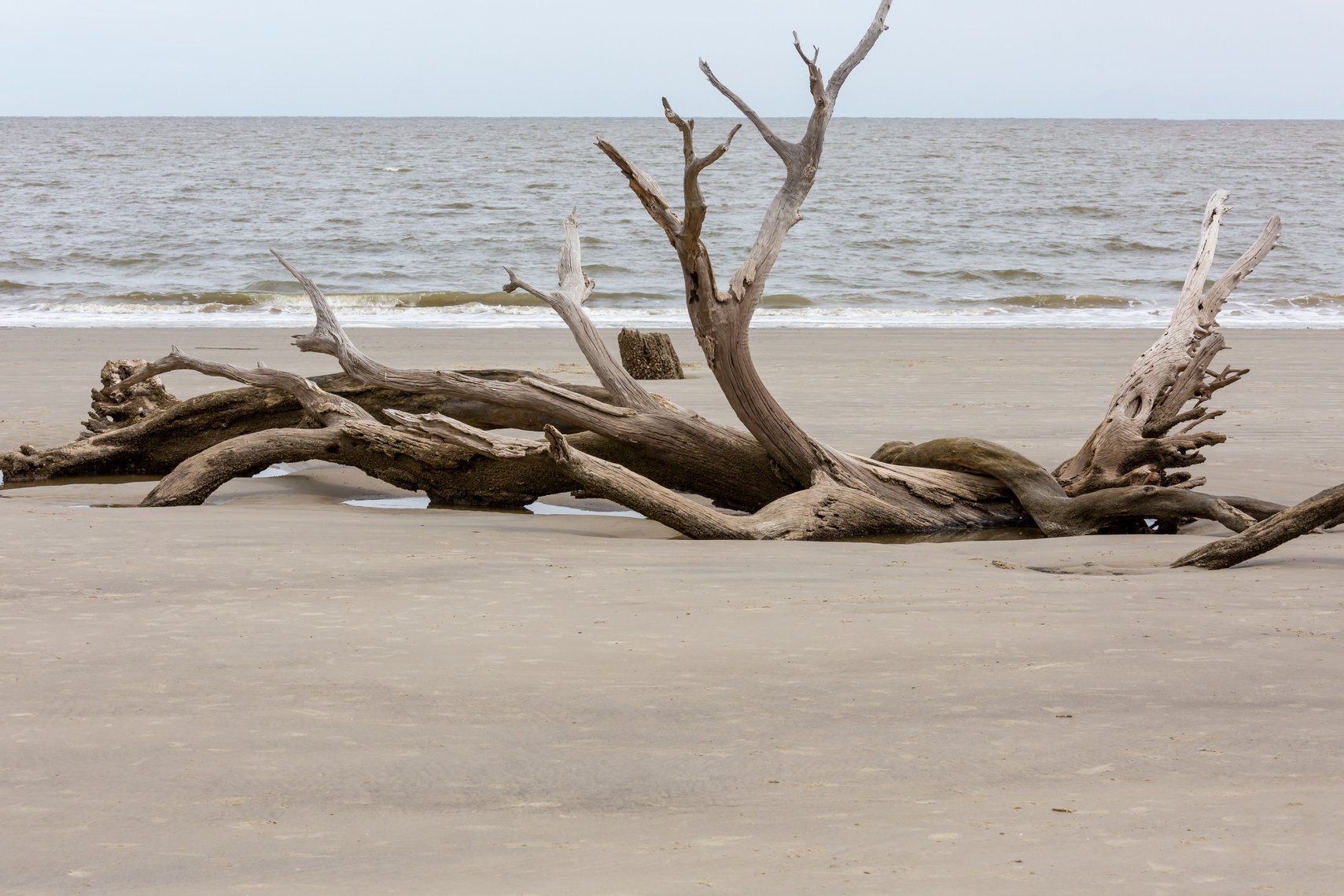 Driftwood