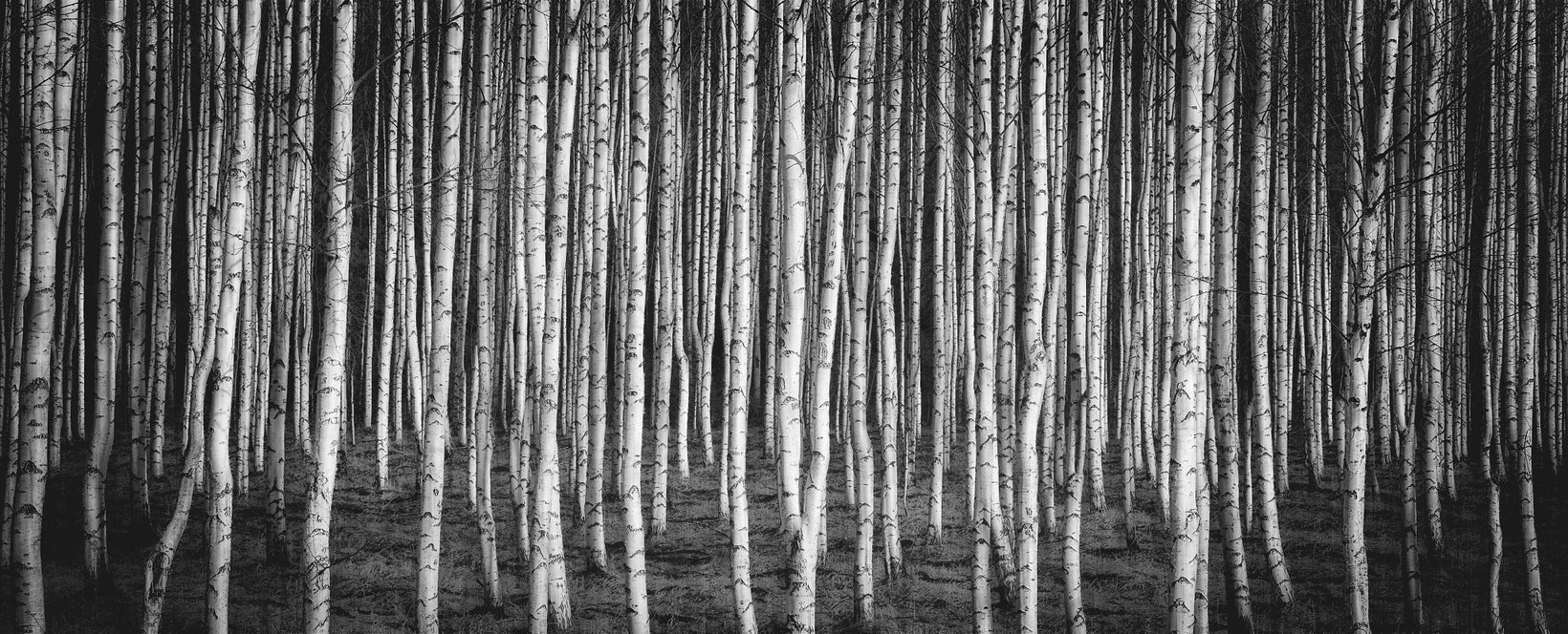 Birch Trees in the Forest