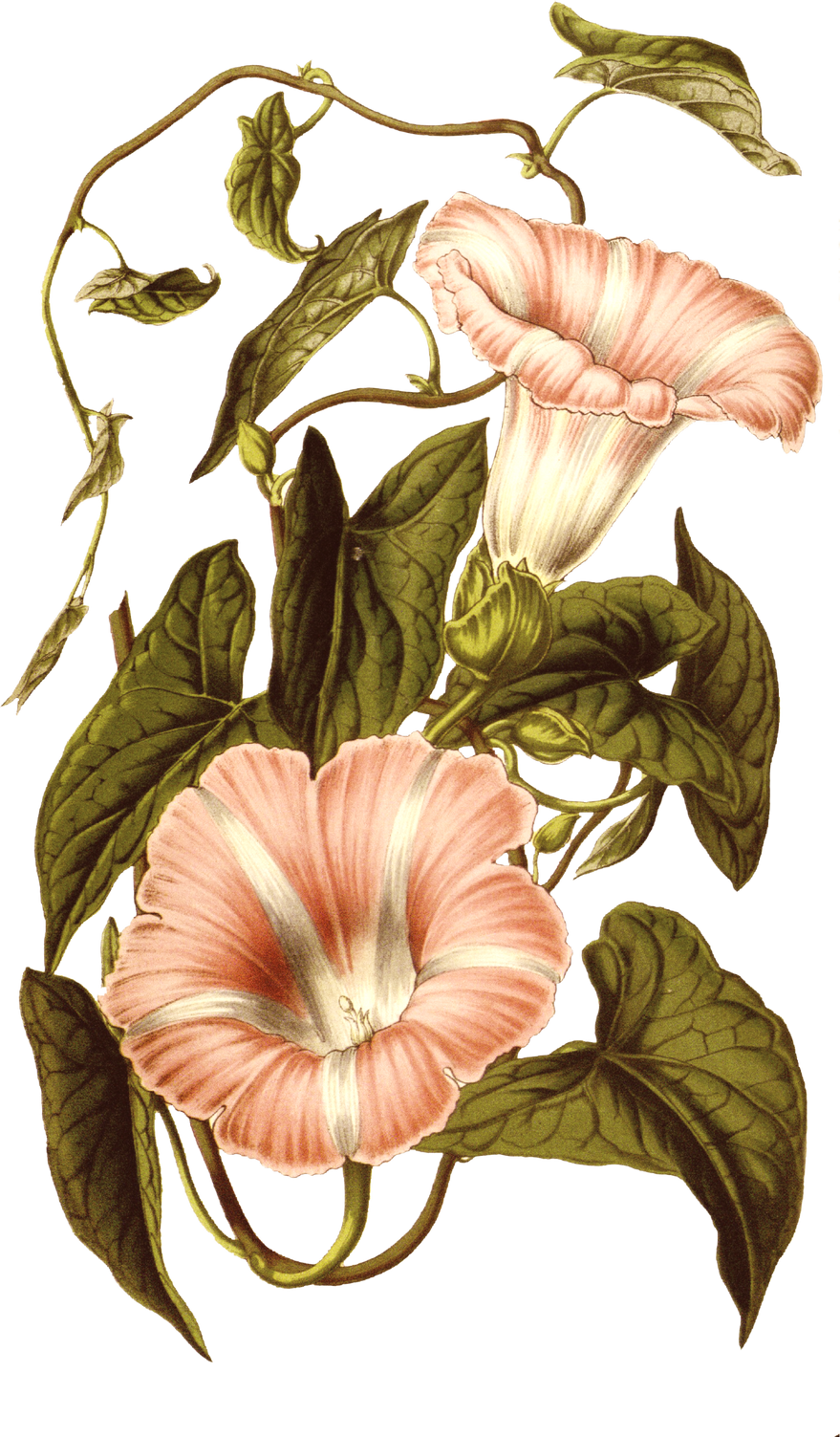 Floral Plant Illustration